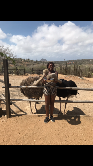 Ostrich Farm in Aruba