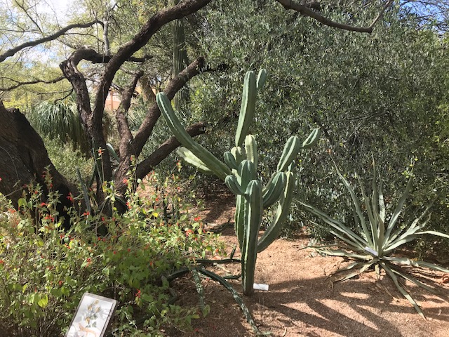 alt txt = "Cactus, shrubs and plants in the desert."