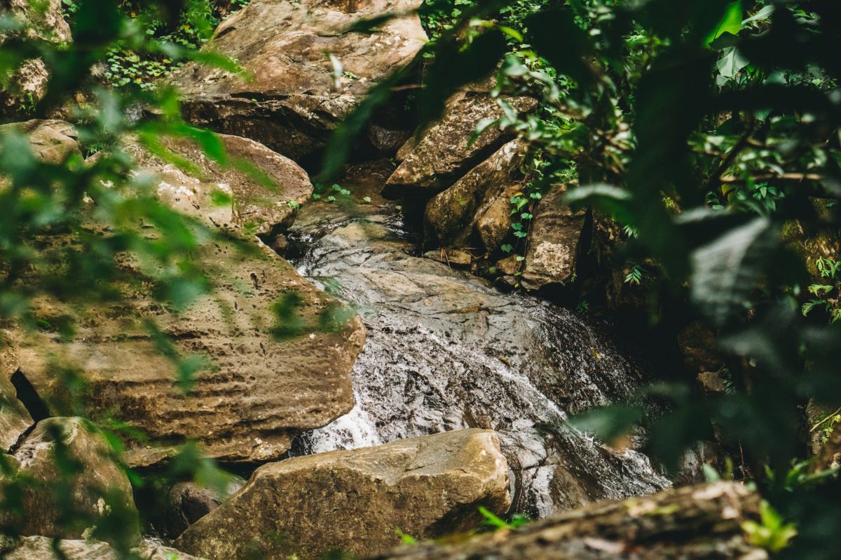 alt txt = "Water flowing beside rocks at El Yunque Rainforest."