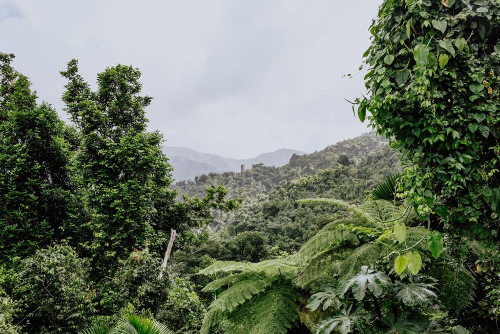 alt txt = "Green plants and forest at El Yunque Rainforest Vegetation."