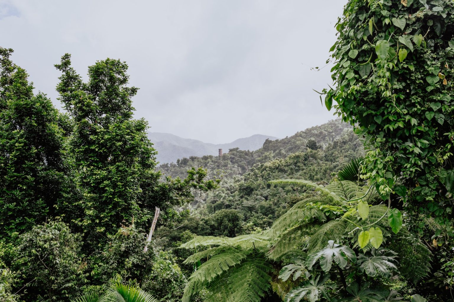 One Day in El Yunque Rainforest: The Best Itinerary + Things to Do ...