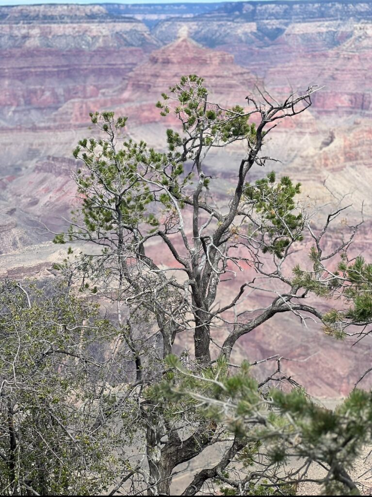 alt txt = "Desert tree with green leaves and brown branches surrounded by rock formations."