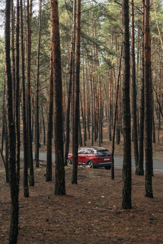 alt txt = "One red jeep in wooded area surrounded by tall trees."