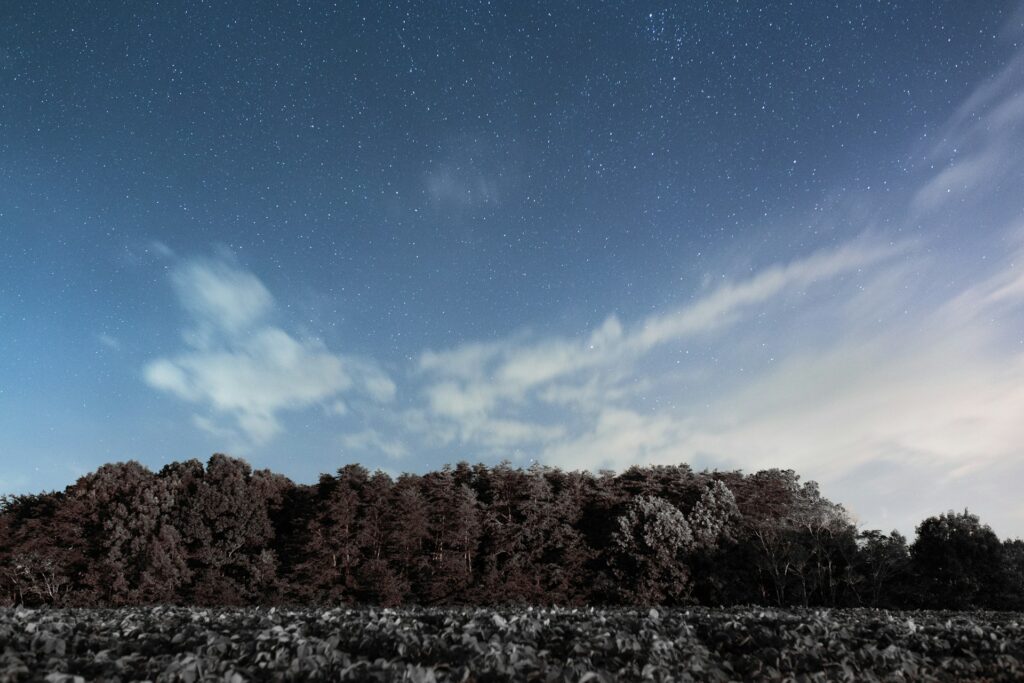 alt txt = "Winter foliage with snow covered trees and grass at Hanging Rock State Park".