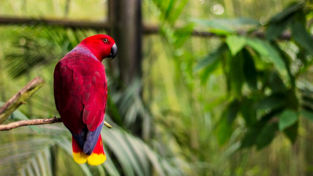 alt txt = "Red tropical bird, red parrot with yellow and purple tip feathers at North Carolina Zoo in Asheboro".