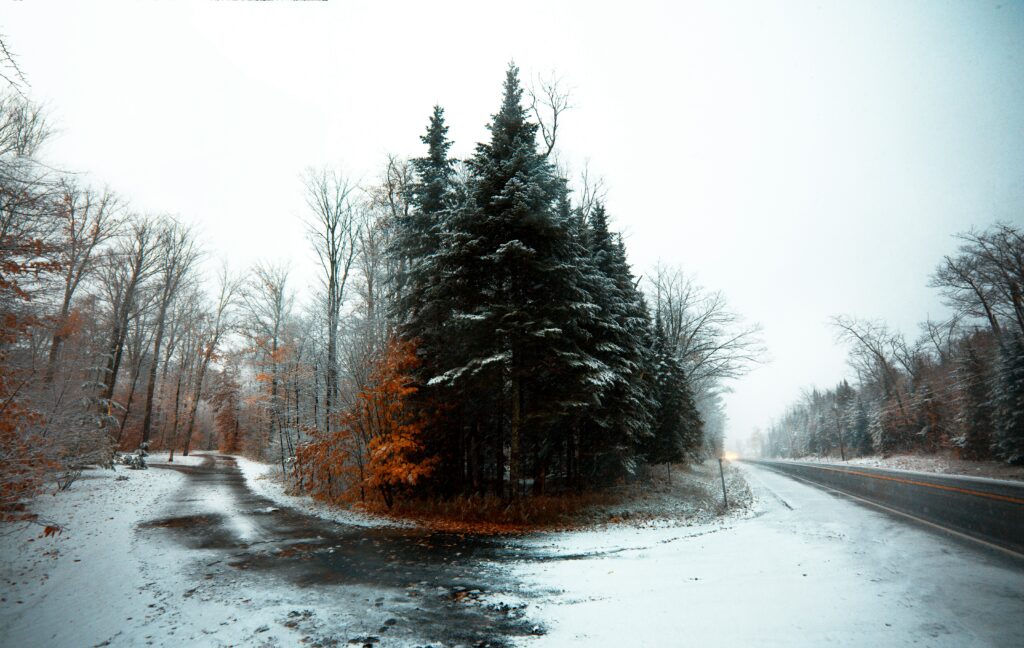 alt txt = "Tall green tree frosted with white snow in Lake Placid".