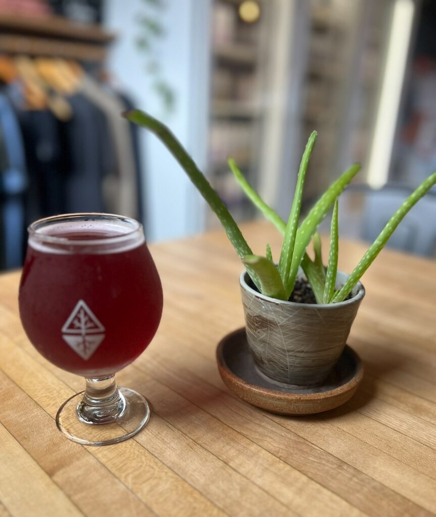 A glass of dark red kombucha from Root Wild Kombuchery sits on a wooden table next to a small potted aloe plant. The ambiance inside appears cozy and plant-filled, with racks of clothing in the softly blurred background.